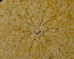 Saccocoma tenella (GOLDFUSS 1831) - Bild © FossNet FossilienStore